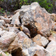 Angela Wang / Yellow-bellied marmot